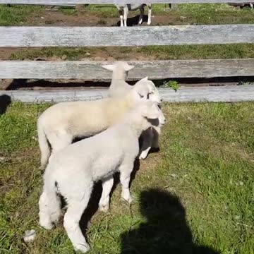 How Taging the Goats Looks Like