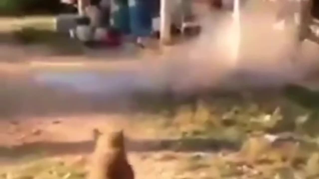 Funny animal's video