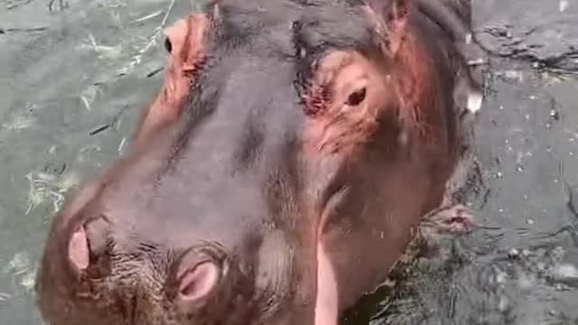 Hippo juicer