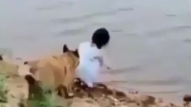 Dog save girl from falling into the water