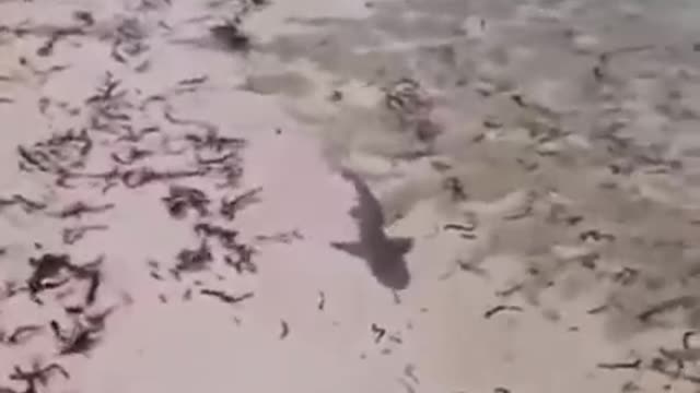 Just Slow Down There’s Always A Bigger Fish!