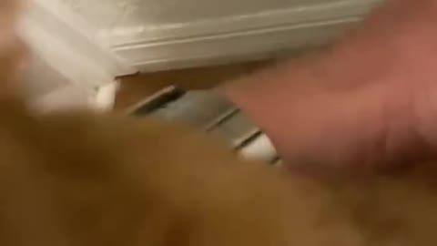 cute and funny cats