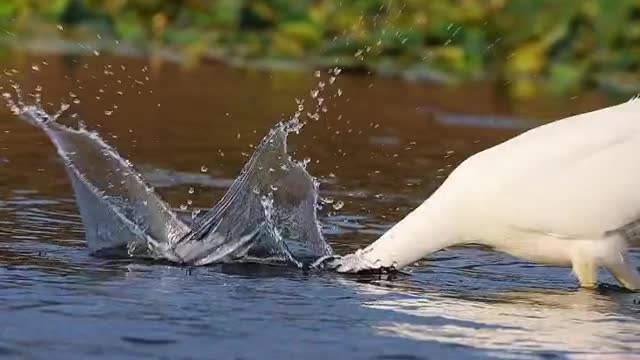 Great egret