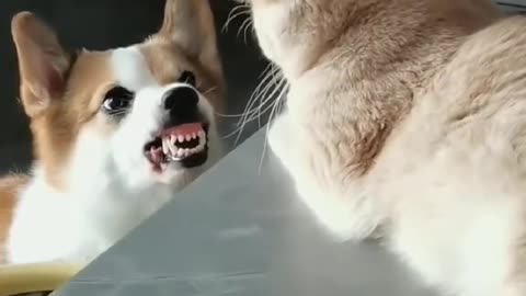 Cute Funny Pets