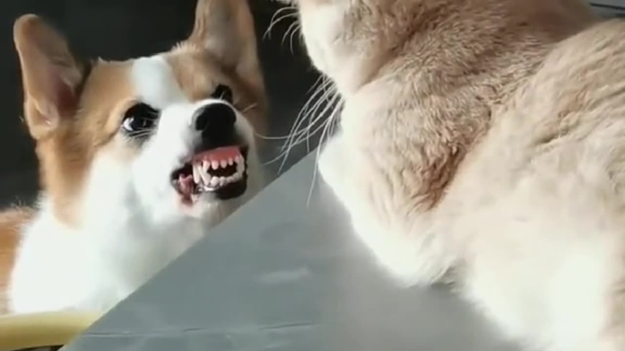 Cute Funny Pets