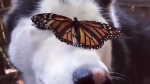 butterfly and big dog)