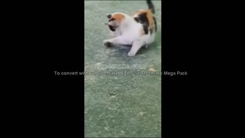 cat and dog funny videos