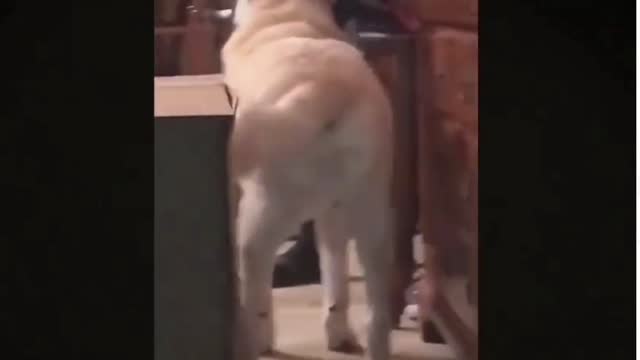 2021 Best funny pet video #4