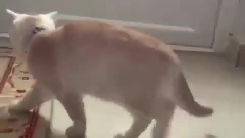 Funnyanimals