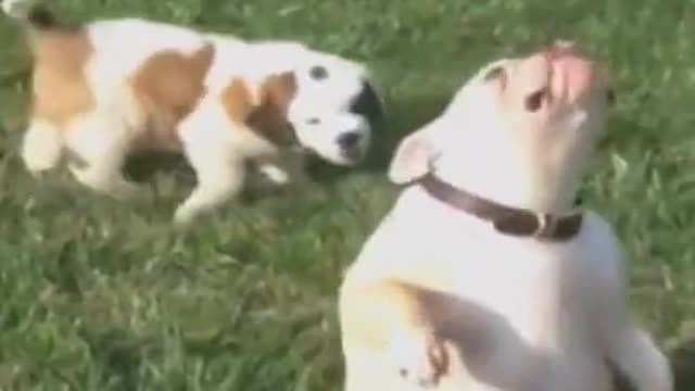 Funny Animals Fails Compilation | Funny Animals Homemade Clips #Shorts