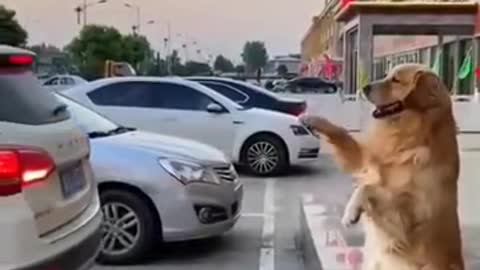 funny dog, helping the driver by parking