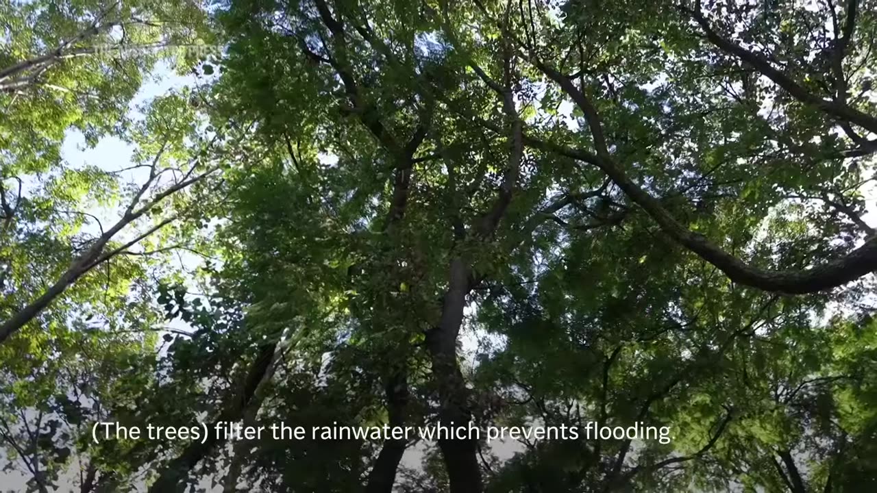 El Comandante Hernández leads ‘Tree Army’ in defense of Mexico City’s trees