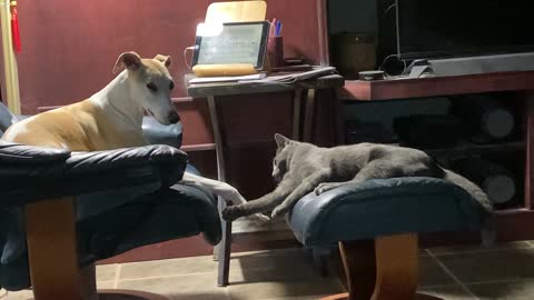 cat trying to engage...a whippet!