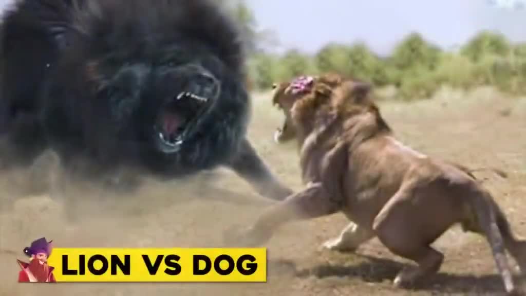 The Animal Fight