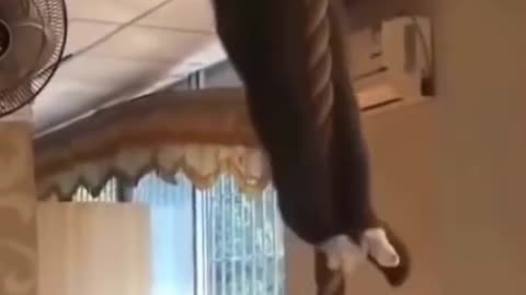 Funniest cats best of the world 🤣🤣 #funny,#sh8167#animals