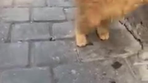 Cat chat cat 🐈