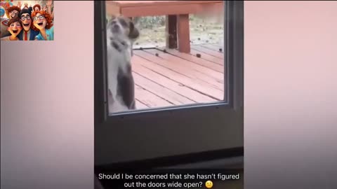 Funniest Animal Videos 🤣 - Best Cats😺 and Dogs🐶 Moments 2024