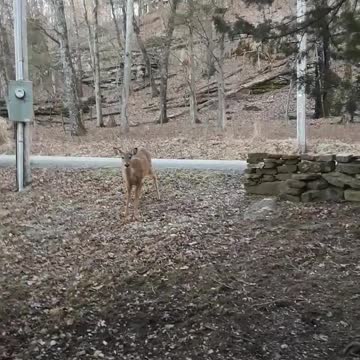 A Conversation With a Deer