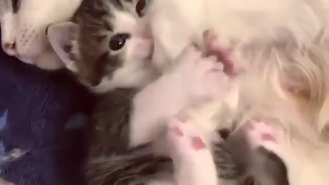 Funny and Cute Cats Videos #142 │ Gadis Sekarwangi