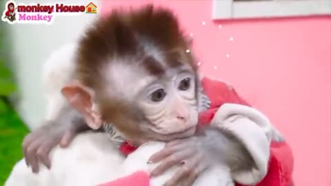 Monkey🐒 House🏠