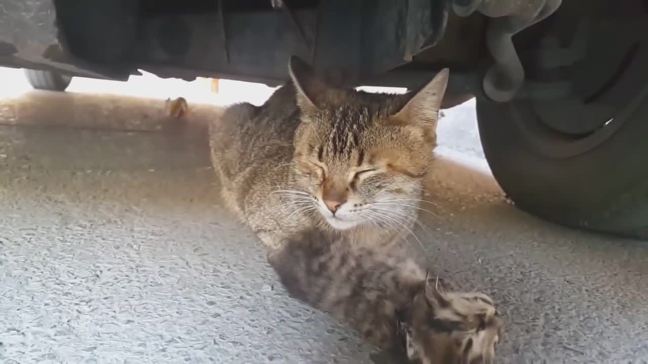 Try Not To Cry Cats Edition - [98% Will Cry to This Video