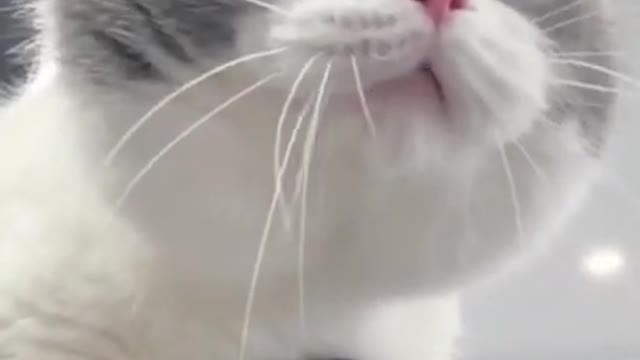 Cat making Funny Sound