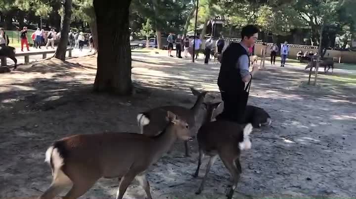 Cute Deer Chasing