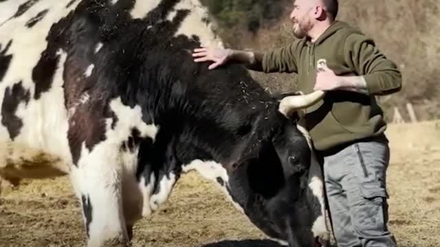 Animals and Humans Sharing a Deep Connection