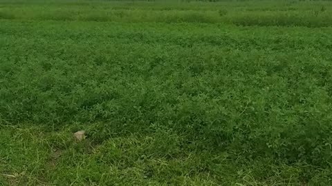 Indian fields tour