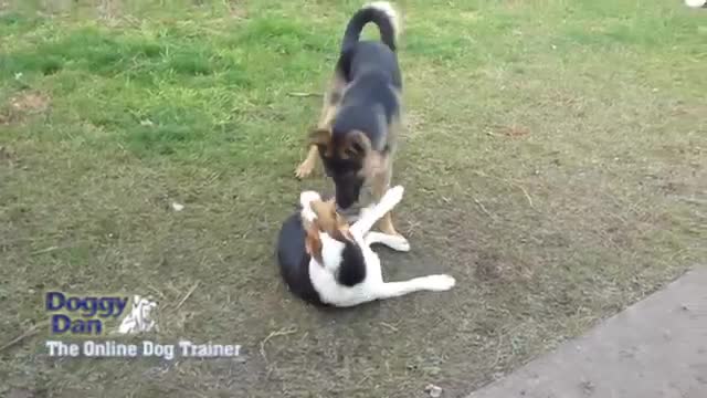 Doggy Dans Online Dog Trainer: Video Membership From Top Dog Trainer