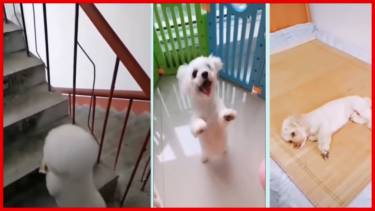 Cute puppy funny moments