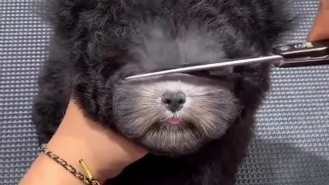 #puppylove#dog#funnypetvideo