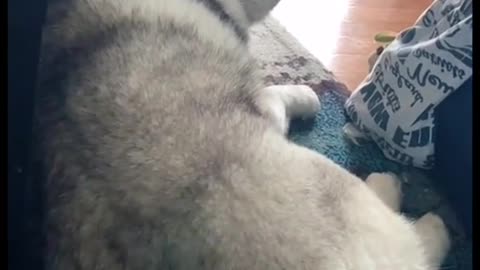 I’ve never seen a husky on tiktok that ISNT having a mental breakdown.