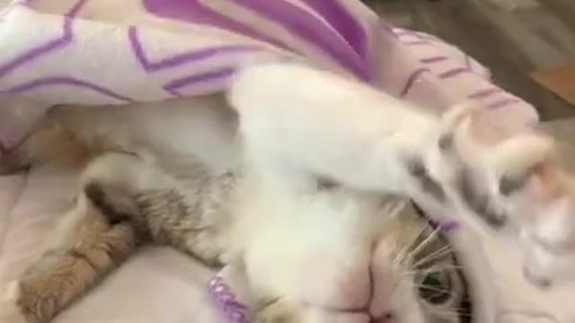 Funny and cute cats will make you laugh all day long🤣🤣 funny cats