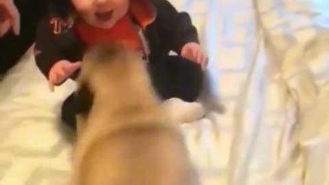 Funny baby video with his animals