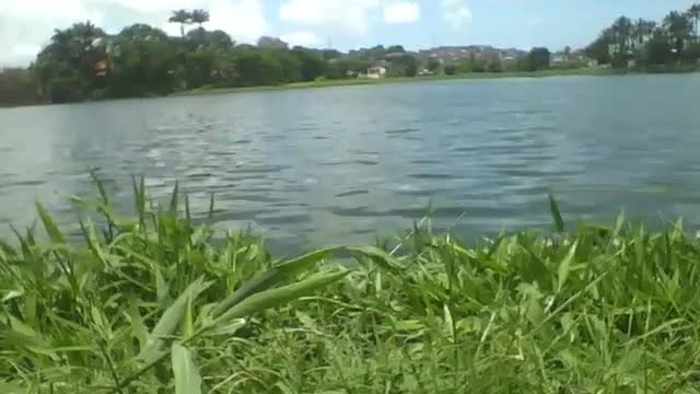 Filmando o açude com ondas perto da grama, lindo horizonte, muito belo [Nature & Animals]