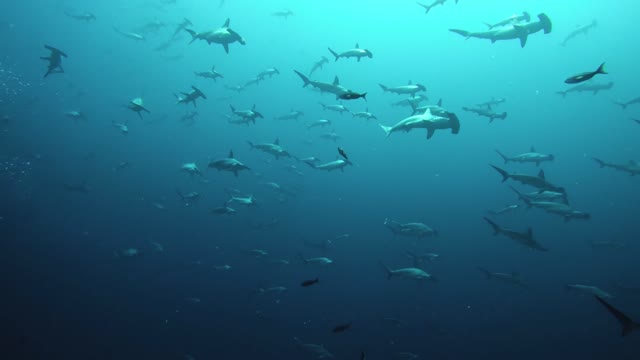 Huge School of Hammerhead Sharks