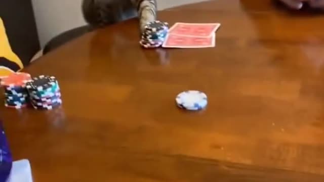 My cat likes to play betting
