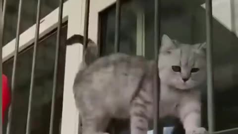 Funny animal