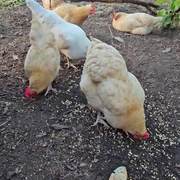OMC! Some chickens like corn - Some chickens like to nap - Whitey & friends evening fun! #shorts