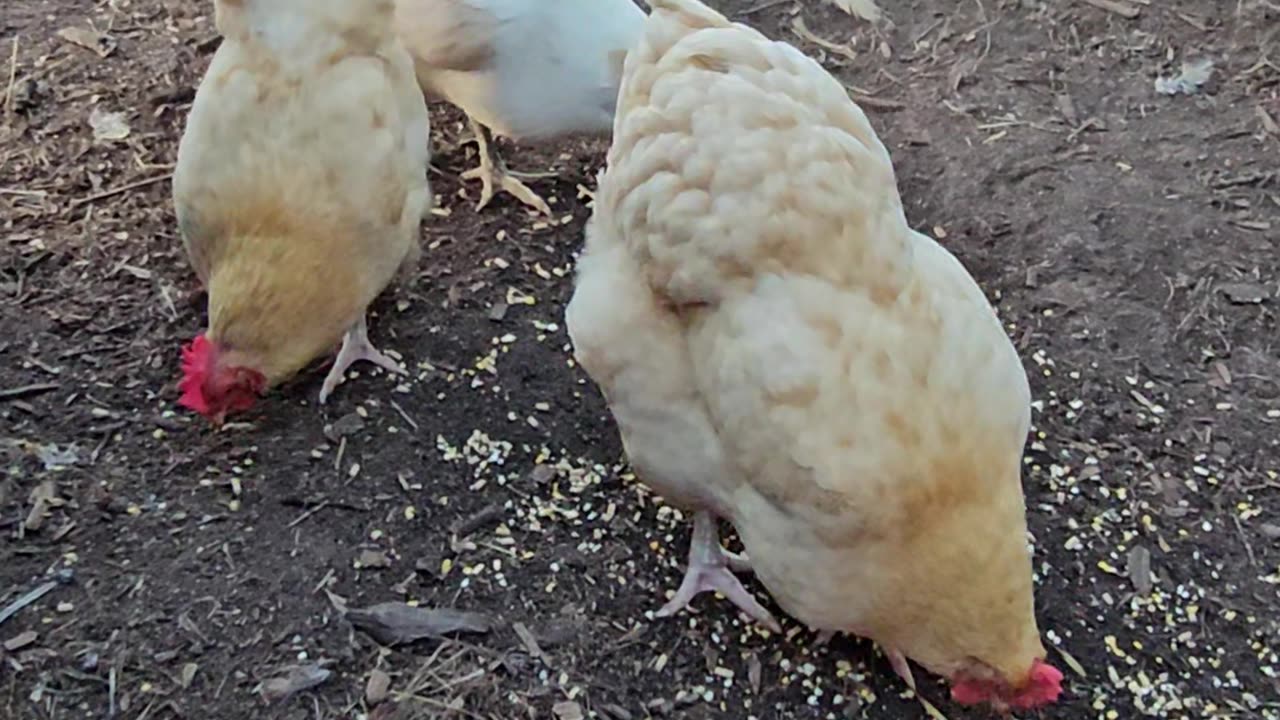 OMC! Some chickens like corn - Some chickens like to nap - Whitey & friends evening fun! #shorts