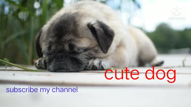 Cute dog training