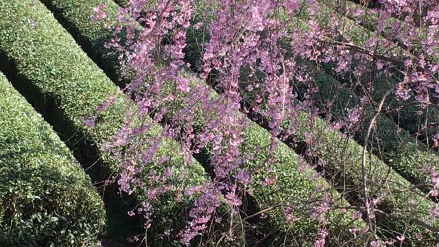 Weeping cherry blossoms are in full bloom