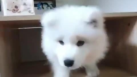 Cute dog playing❣️