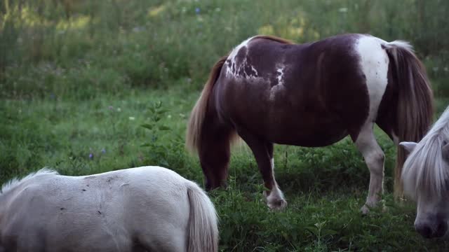 BEAUTIFUL HORSES