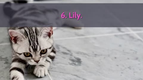 🐈 Cutest Cat Names - TOP 10 Cutest Cat Names For Male & Female!