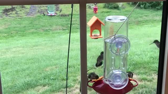 Hummingbird traffic jam