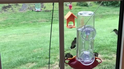 Hummingbird traffic jam