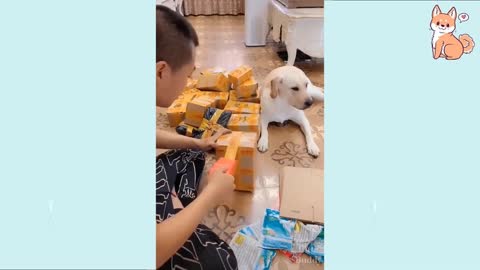 riete con estos trabiesos perritos