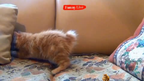 Baby Cats- Cute And Funny Cat Videos| Funny Live